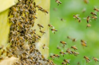 Сон про рій бджіл: значення та тлумачення символу в ваших мріях