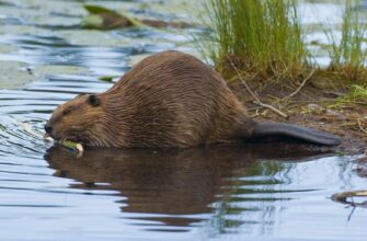 Бобровий струмінь: Властивості, використання та вплив на здоров’я