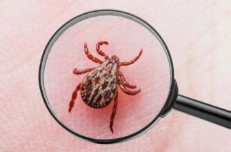 Що таке веб браузер: основні функції та популярні програми для веб-серфінгу