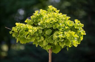 Гінкго Білоба: Користь, Властивості та Застосування в Сучасній Медіцині