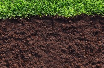 Что такое гумус: основные свойства и его роль в плодородии почвы