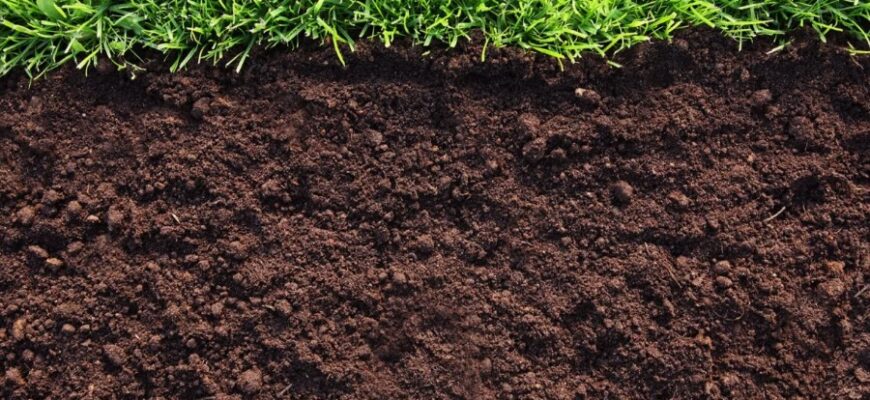 Что такое гумус: основные свойства и его роль в плодородии почвы