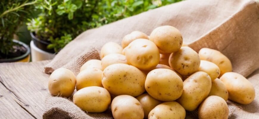 Картофель: история, выращивание и полезные свойства этого овоща