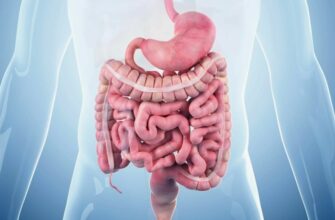 Что такое кишечник: основные функции и его роль в организме человека