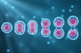 Клітинний цикл: основні етапи та значення для клітинного поділу