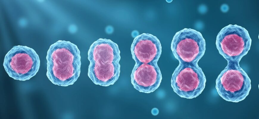 Клітинний цикл: основні етапи та значення для клітинного поділу