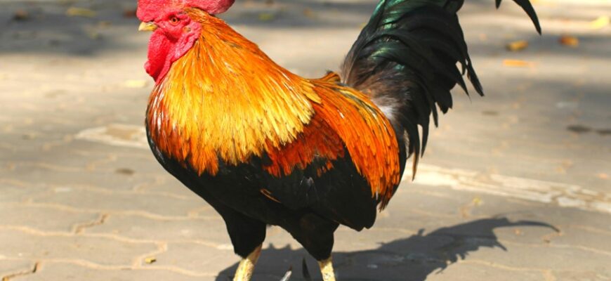 Когут: Значення, походження та роль у традиціях і культурі України