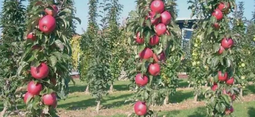 Колоновидні дерева: визначення, особливості вирощування та догляд