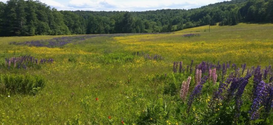 Луг: визначення, властивості та роль у природному середовищі