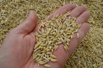 Натура Зерна: Визначення, Значення та Чому Це Важливо для Якості