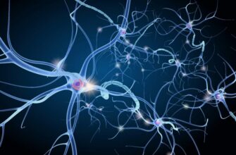 Хочете дізнатися, що таке нейрон і як він працює в організмі?