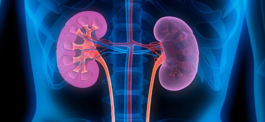 “Що таке нирки: основні функції та важливість для здоров’я людини”