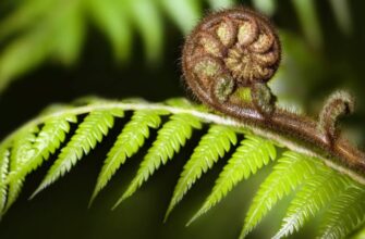 Папороть: Визначення, походження та особливості рослини в природі