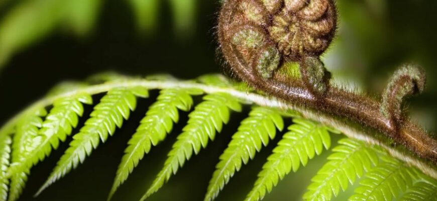 Папороть: Визначення, походження та особливості рослини в природі