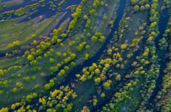 Ель: Історія, Види та Особливості Популярного Пивного Напою
