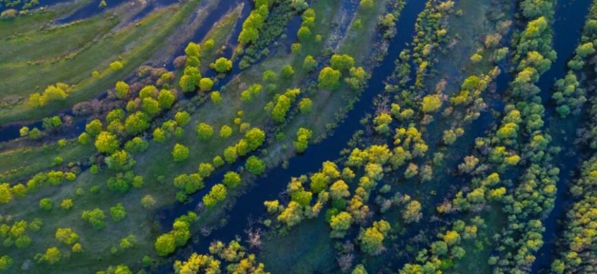 Ель: Історія, Види та Особливості Популярного Пивного Напою