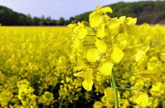 Заголовок “Що таке респект: визначення, значення та вплив на стосунки”