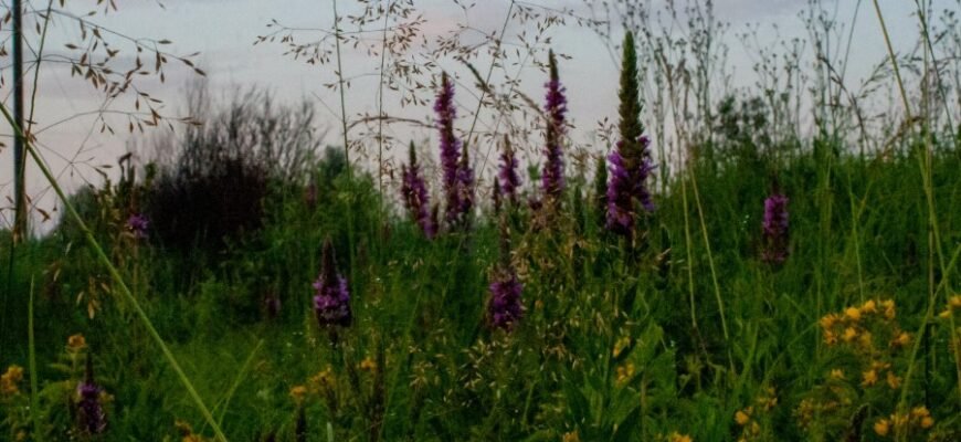 Анафора: визначення, приклади та значення в літературі та риториці