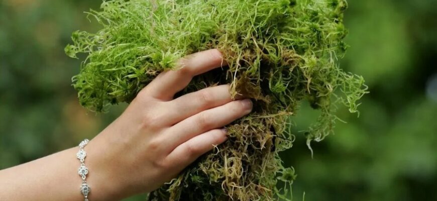 Форма правління: типи та їх основні особливості для розуміння системи