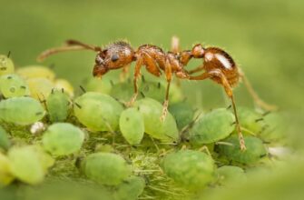 Ось оптимізований заголовок для вашої статті:

Симбіоз: Визначення, Різновиди та Значення для Природи і Людини
