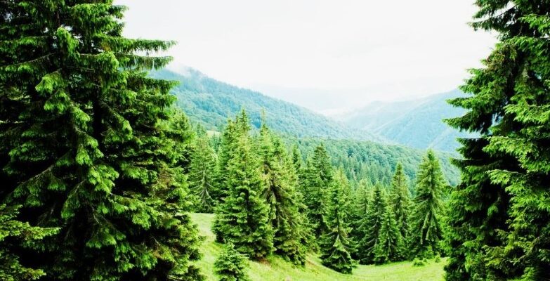 Смерека: Карпатський символ життя, магія лісів і гірської тиші