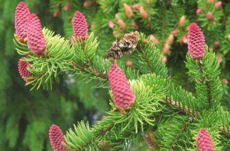 “Сочевиця: користь, види та особливості вирощування бобової культури”