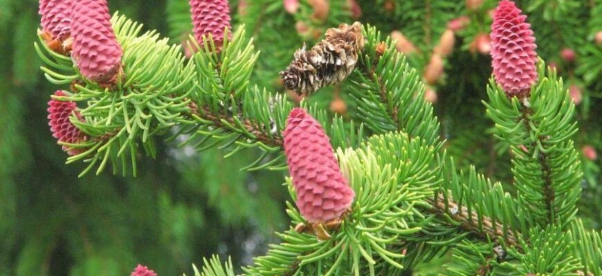 “Сочевиця: користь, види та особливості вирощування бобової культури”