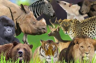 Основний обмін: Що це таке і як впливає на ваш метаболізм?