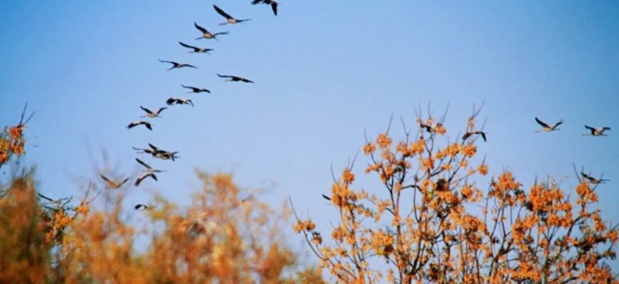 Колабораціонізм: визначення, причини та вплив на суспільство