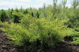 Что такое можжевельник: полезные свойства и способы применения