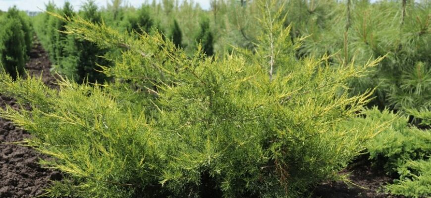 Що таке ялівець: характеристики, користь та застосування в садівництві