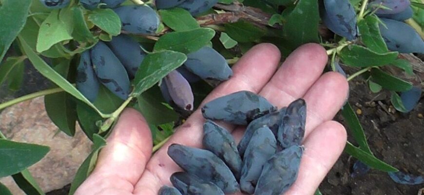 Дифракція світла: визначення, принципи та практичне значення