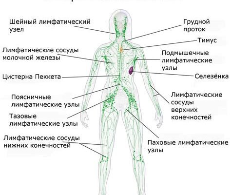 Що таке лімфовузли: функції, розташування та їх значення для здоров’я