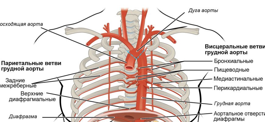 Аорта: Головна Артерія Організму – Її Функції, Структура та Захворювання