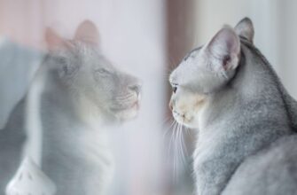 Що таке самооцінка: розуміння важливості та впливу на життя