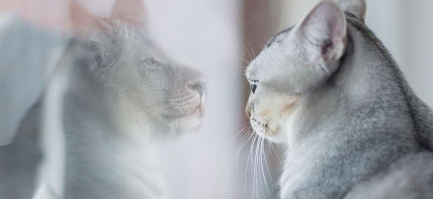 Що таке самооцінка: розуміння важливості та впливу на життя