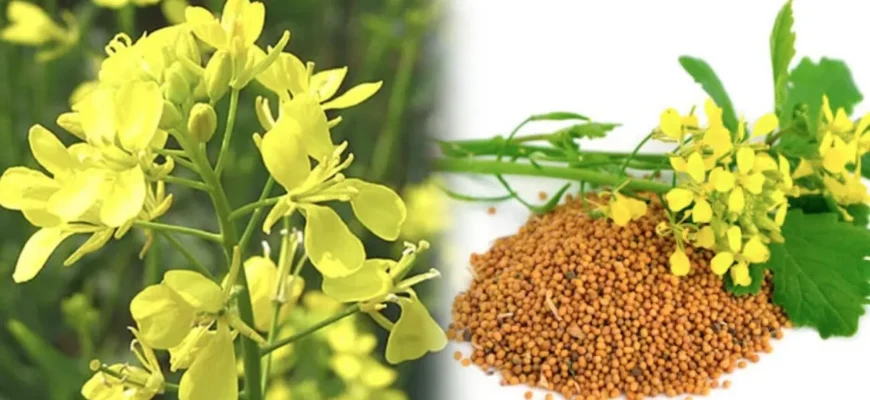 Що таке сидерати: переваги та застосування в агрономії та садівництві