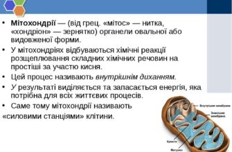 Що таке органели: визначення, функції та особливості в клітині