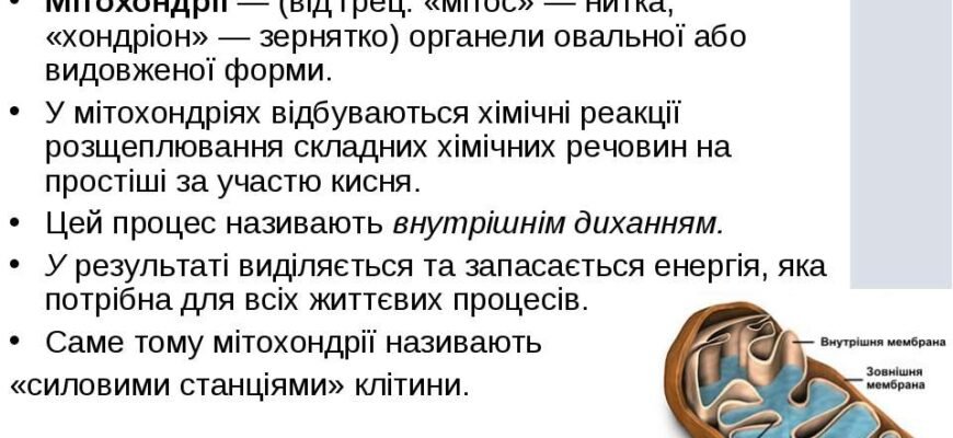 Що таке органели: визначення, функції та особливості в клітині