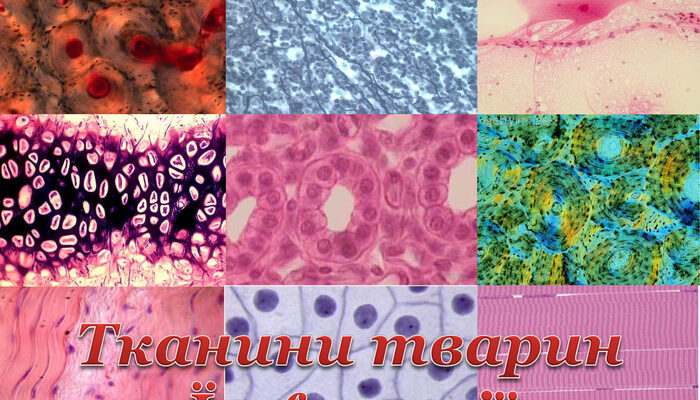 Зрозумійте, що таке тканина: види, властивості та використання матеріалів