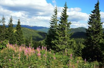 Смерека: Визначення, Властивості та Використання в Українській Культурі