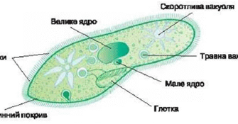 Вакуолі: Будова, Функції та Їх Значення у Клітинному Житті