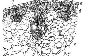 Паренхіма: значення, функції та роль в організмі людини – докладно