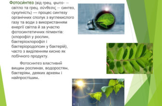 Фотосинтез: основи процесу, його значення для життя на Землі