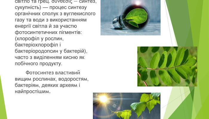 Фотосинтез: основи процесу, його значення для життя на Землі