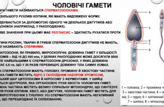 Гамети: що це таке, роль у розмноженні та генетичному успадкуванні