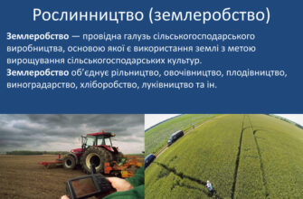 Що таке рослинництво: основи, переваги та важливість для аграріїв