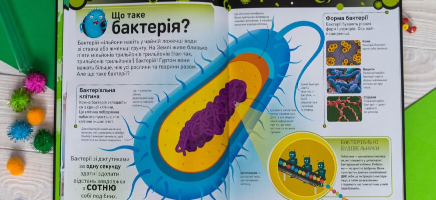 Бактерії: визначення, роль у природі та їх вплив на здоров’я людини