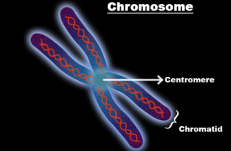 Хромосоми: визначення, структура та їх роль в передачі генетичної інформації