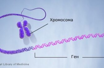 Загадка генів: Розуміння основ спадковості та генетичного коду